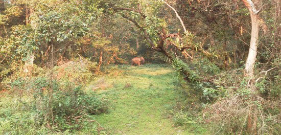 3 Nights 4 Days at Dooars