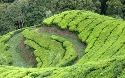 Grand Uttranchal Tour