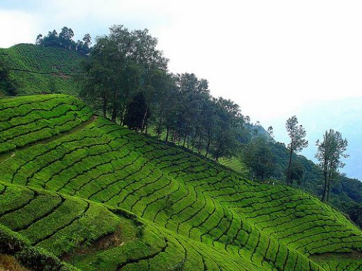 Kerala - Cochin - Munnar - Thekkady - Alleppy : 6 Days - 5 Nights Tour