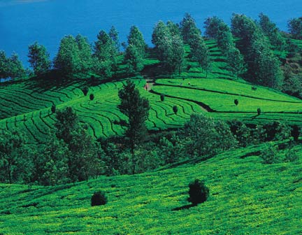 Kerala - Cochin - Munnar - Thekkady - Alleppy : 6 Days - 5 Nights Tour