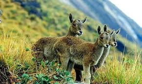 Cochin - Guruvayur - Kaladi - Munnar – Thekkady - Alleppey Houseboat - Cochin 06 Days / 05 Nights