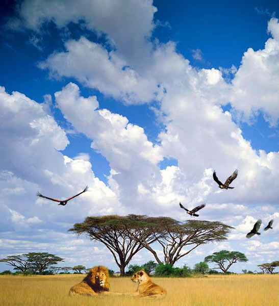 Uganda Wildlife Package