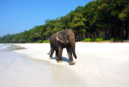 Andaman Tour Package : A Family Holiday