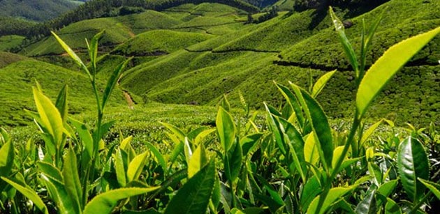 Romantic Colors of Kerela Tour