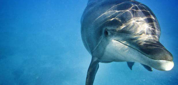 Dubai - The Wonder City Tour