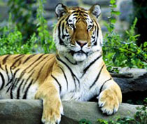 Land Of Tigers Wildlife Tour