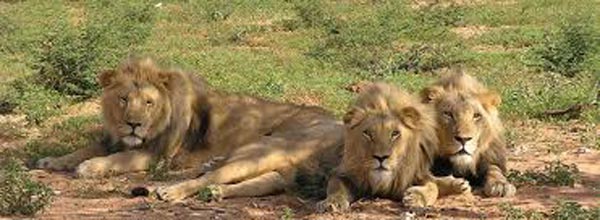 Lion Safari Tour