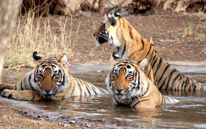 Delhi - Corbett - Nainital Tour