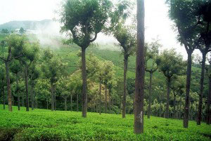 Bangalore - Mysore - Ooty - Coorg 6N/7D Tour