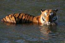 Jim Corbett National Park