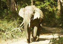 Jim Corbett National Park