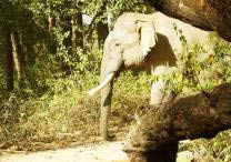 Jim Corbett National Park