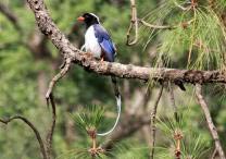 Jim Corbett National Park