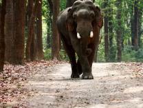 Jim Corbett National Park