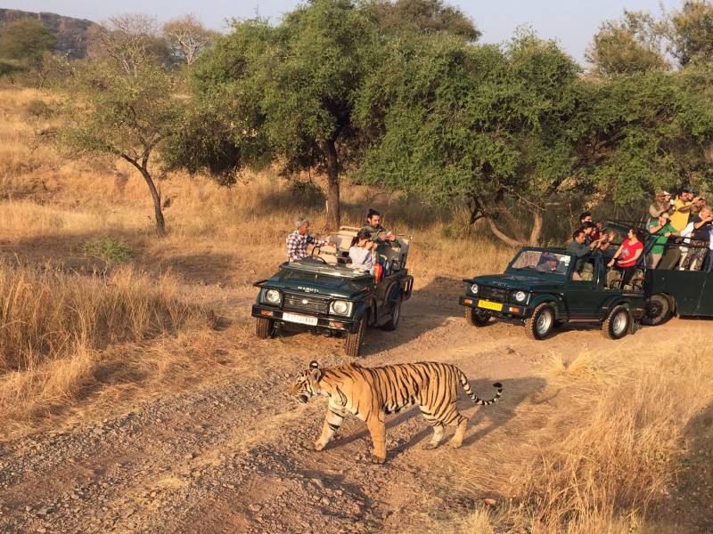Ranthambore Jungle Safari Tour
