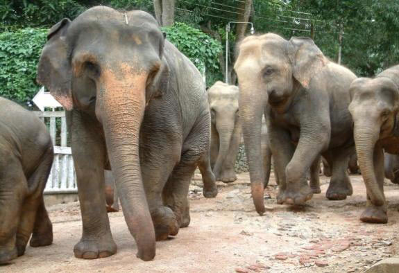 Kandy - Nuwaraeliya - Colombo Tour