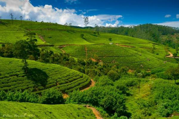 Kandy - Nuwaraeliya - Colombo Tour