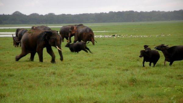 Sigiriya - Habarana/Giritele - Kandy - Nuwaraeliya Tour