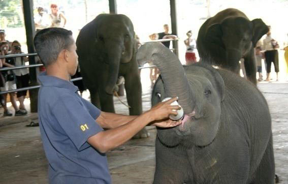 Sigiriya - Habarana/Giritele - Kandy - Nuwaraeliya Tour
