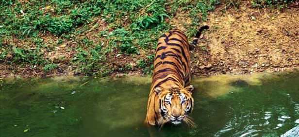 Gleaming Golden Triangle (Ex - Delhi) Tour