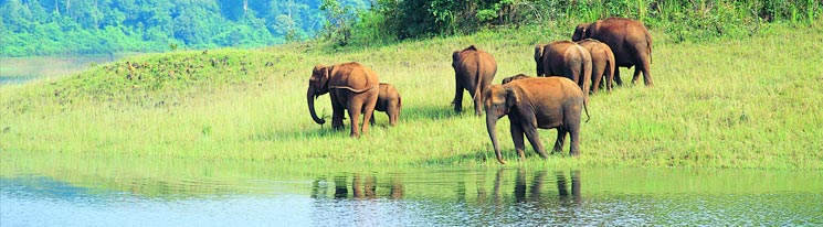 Cochin - Munnar - Thekkady - Alleppey Tour
