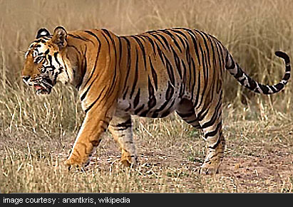 Ranthambore National Park Tour