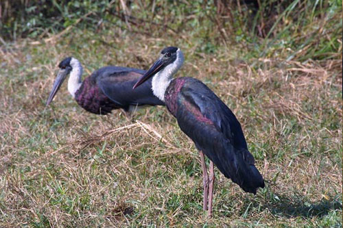 Bharatpur National Park Tour