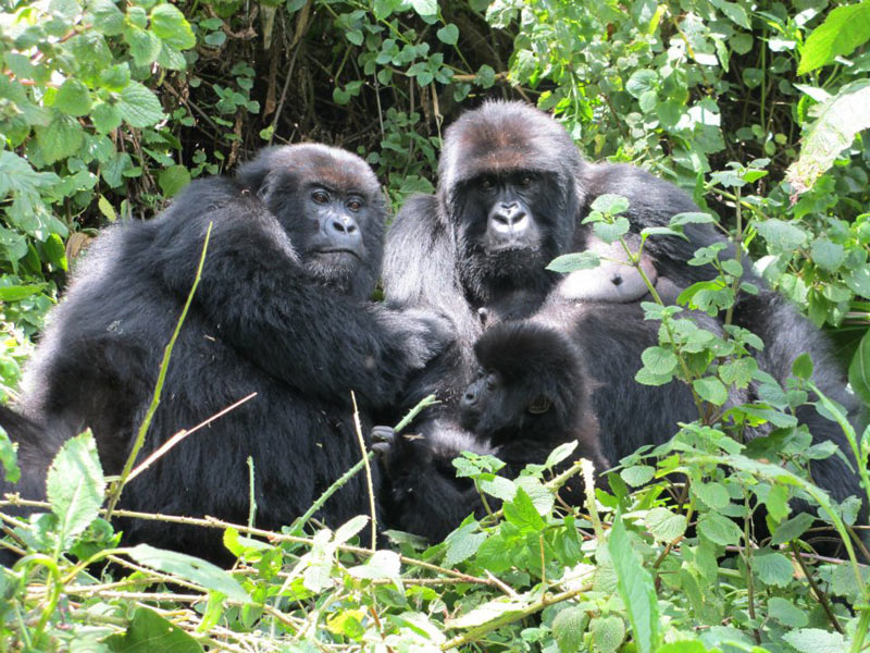 Rwanda - Burundi Wildlife Tour