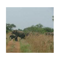 3 Days Murchison Falls National Park Wild Life Safari - Uganda Tour