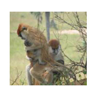 3 Days Wild Life Viewing Tour-Uganda Tour