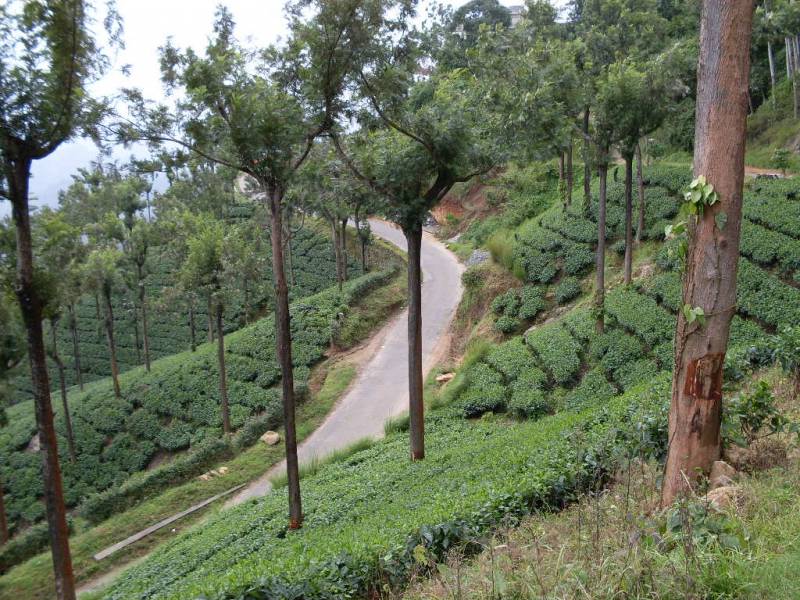 Munnar-Thekkady-Alappuzha 4N/5 Days Tour