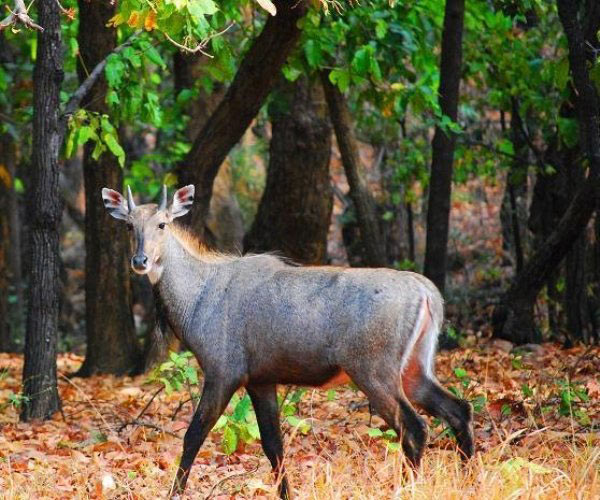 Weekend Tour at Ranthambore