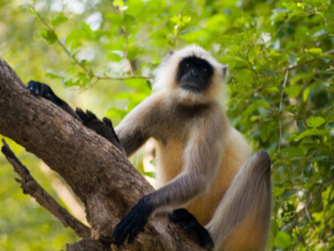 Weekend Tour at Ranthambore