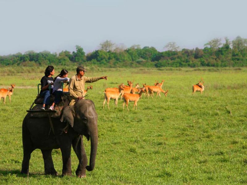 Kaziranga National Park, Manas National Park, Pabitora Wildlife Sanctuary Tour