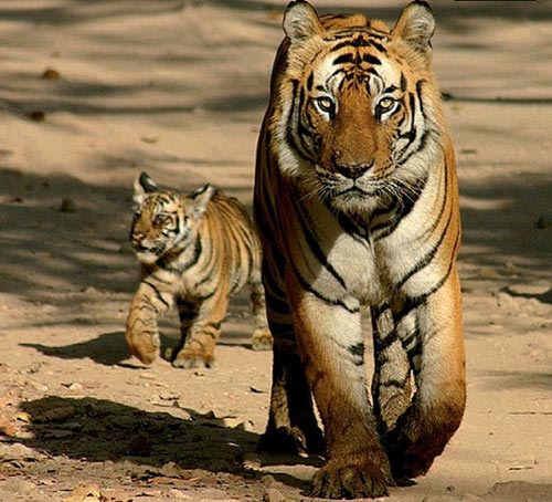 Nainital - Jim Corbett Tour