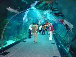 Dubai Dhamal with Senior Citizen Tour