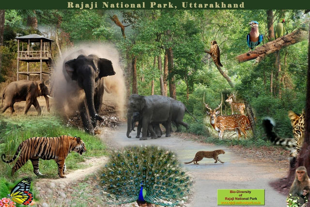 Rajaji National Park Tour