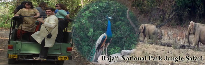 Rajaji National Park Tour