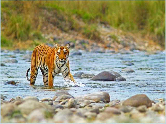 Jim Corbett Wildlife Tour