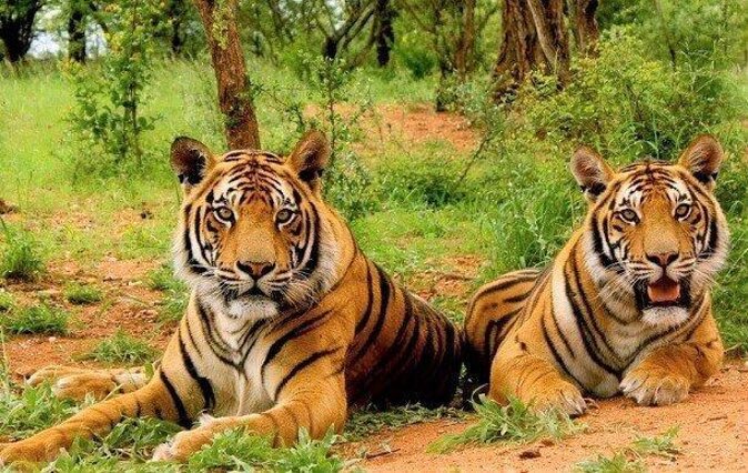 Rajasthan Tiger Safari