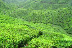 South India Kerala Tour
