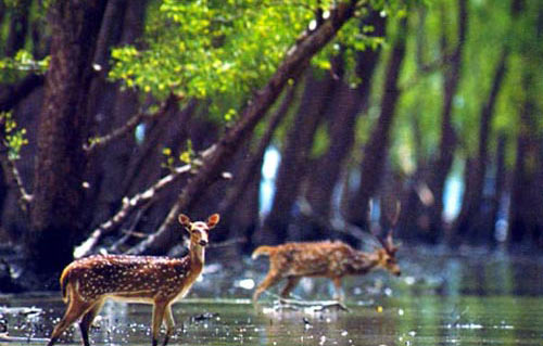 World Heritage Sundarban