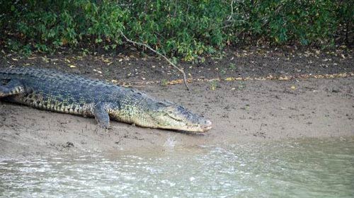 Wildlife Tour to Odisha