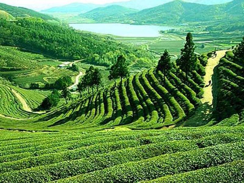 Golden Triangle And Darjeeling Tour