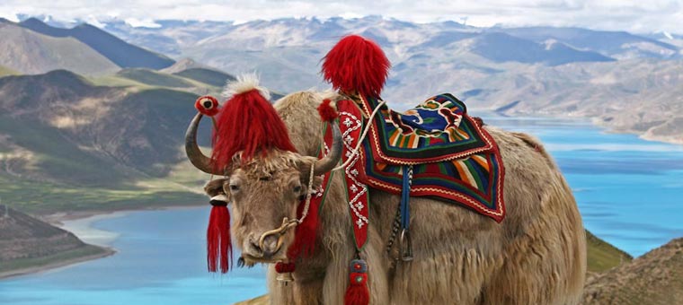 Bhutan Honeymoon Special Tour