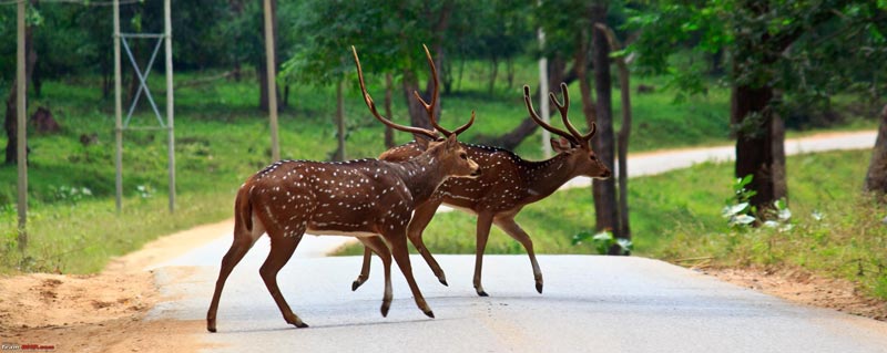 Bangalore, Mysore, Wayanad, Bekal& Mangalore Package