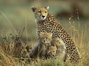 Wildlife Tour Of Kenya