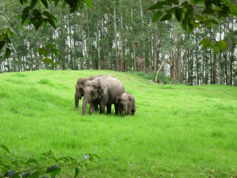 Enhancing Kerala Tour Package