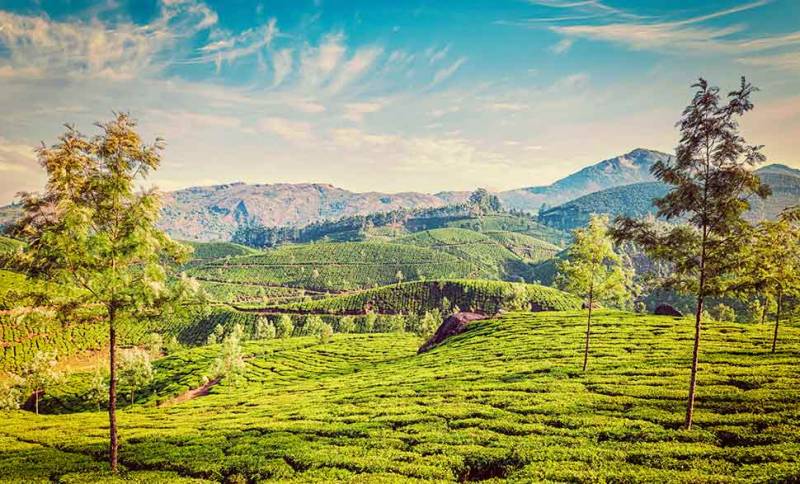 Vibrant Kerala Tour Package