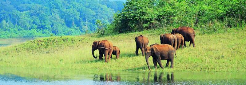 Hill station & Backwater Holiday Kerala Package